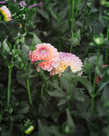 Dahlia Tuber Sale Jowey Paula