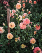 Dahlia Tuber Sale Jowey Paula