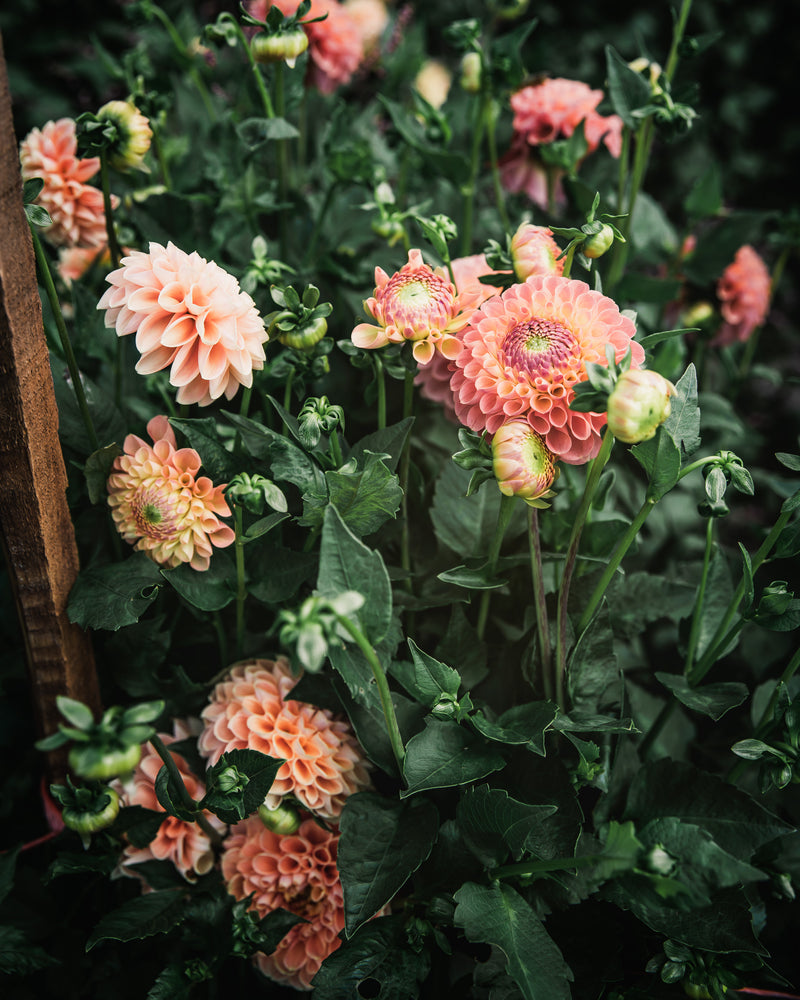 Dahlia Tuber Sale Jowey Paula