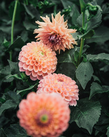 Dahlia Tuber Sale Jowey Paula