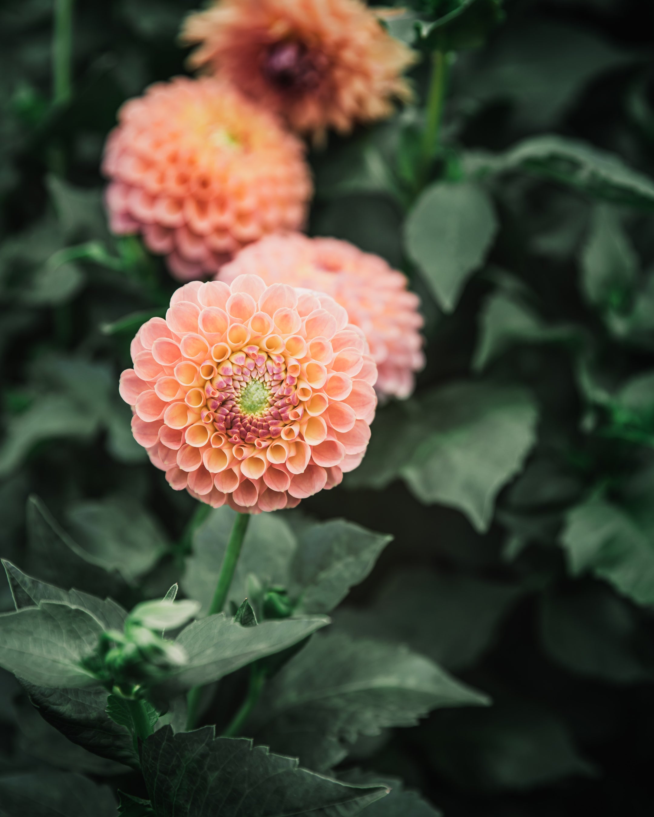 Dahlia Tuber Sale Jowey Paula