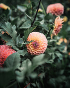 Dahlia Tuber Sale Jowey Paula