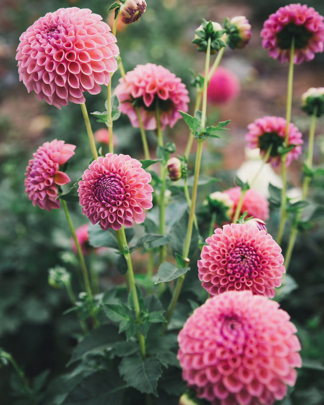 Dahlia Tuber Sale Jowey Winnie