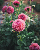 Dahlia Tuber Sale Jowey Winnie