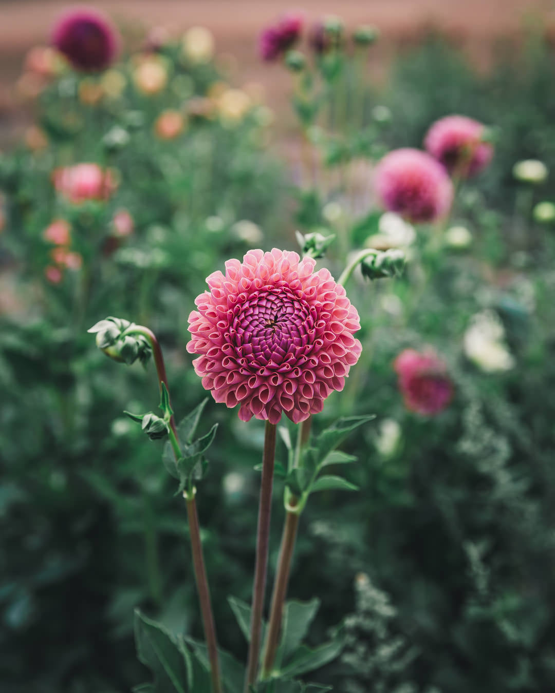 Dahlia Tuber Sale Jowey Winnie