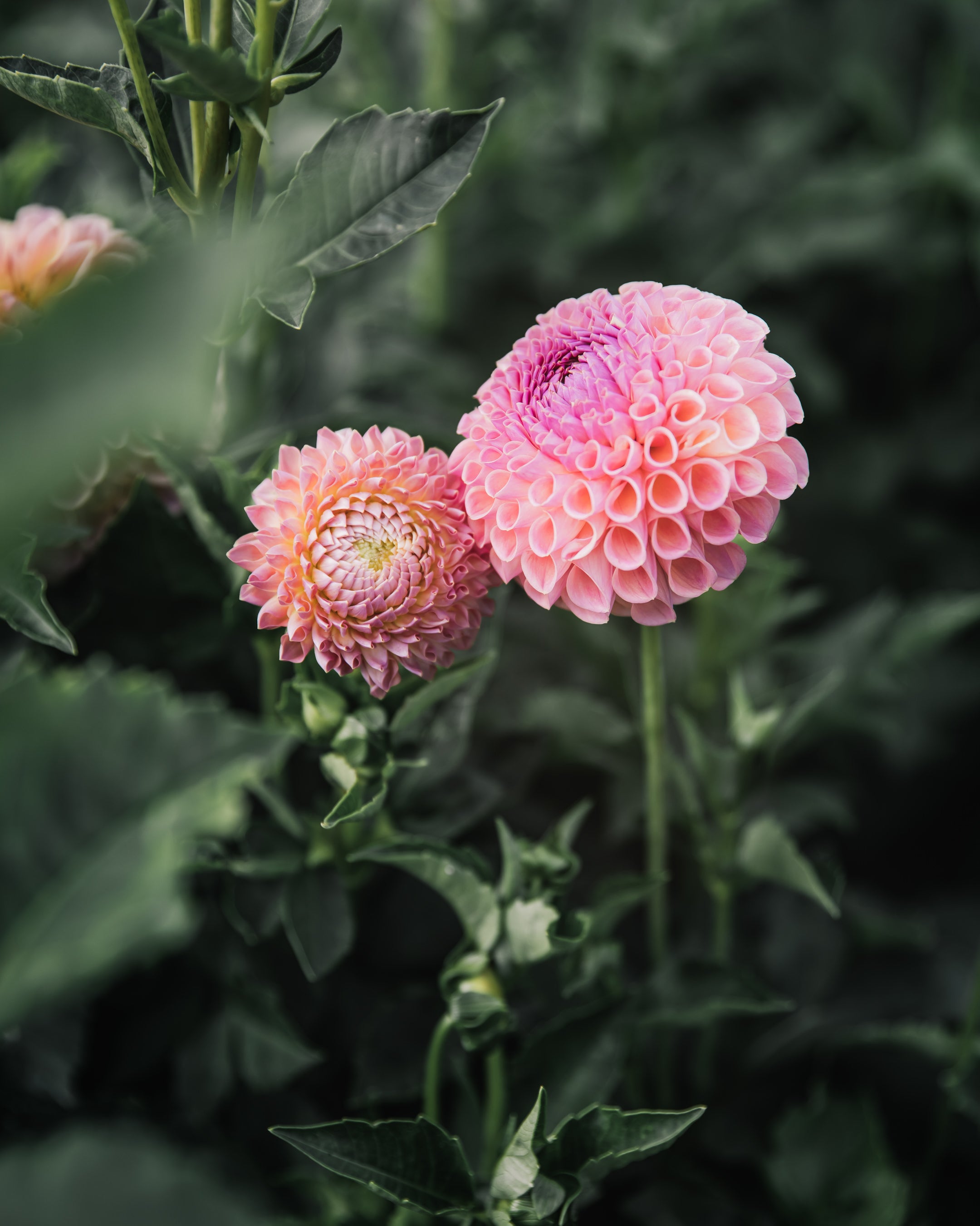 Dahlia Tuber Sale Jowey Winnie