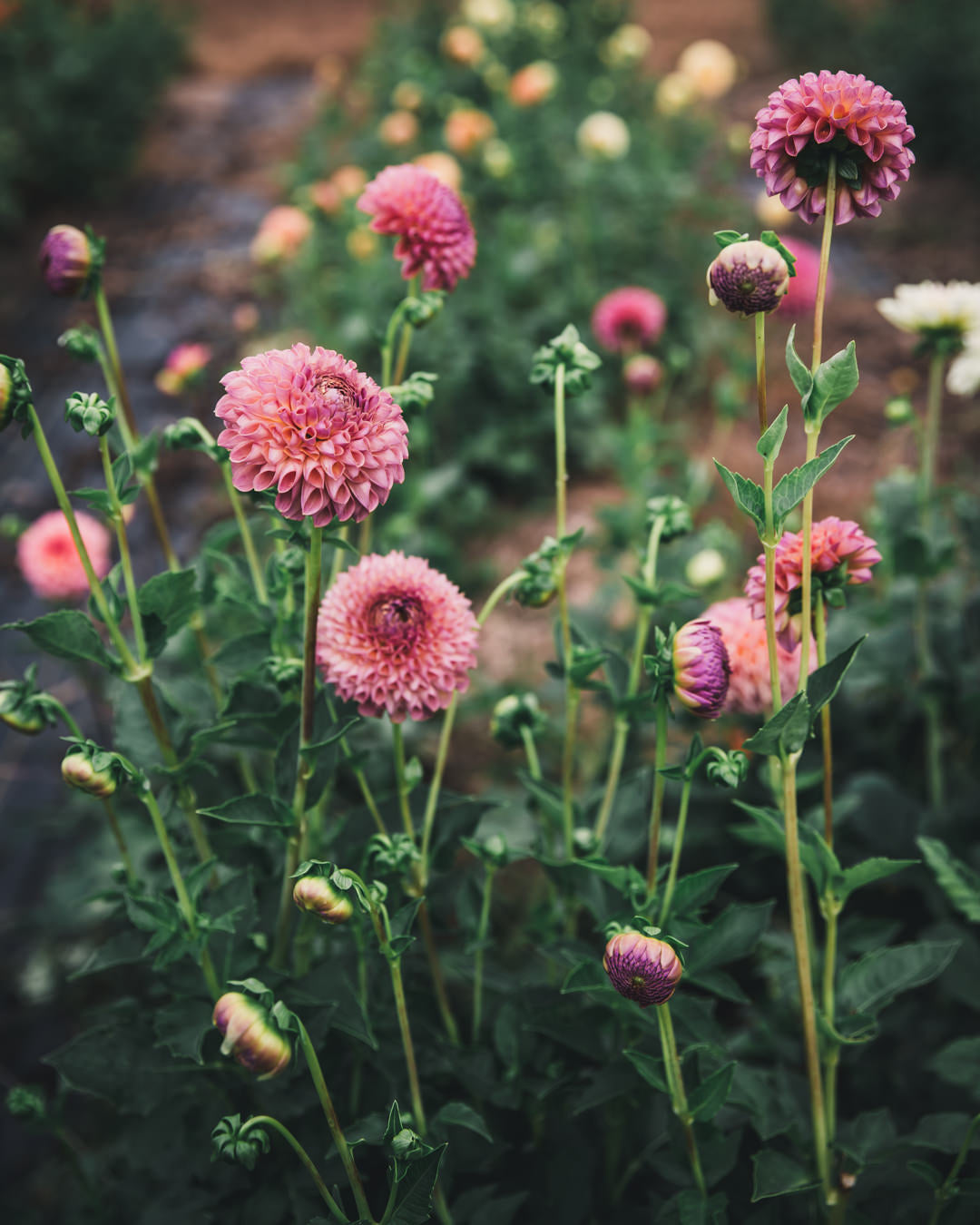 Dahlia Tuber Sale Jowey Winnie