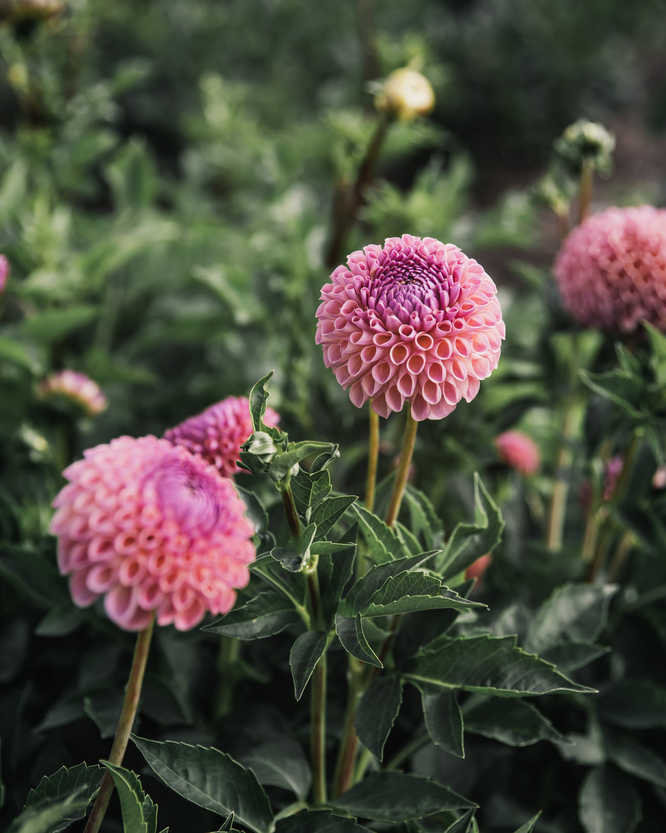 Dahlia Tuber Sale Jowey Winnie