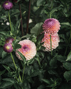 Dahlia Tuber Sale Jowey Winnie