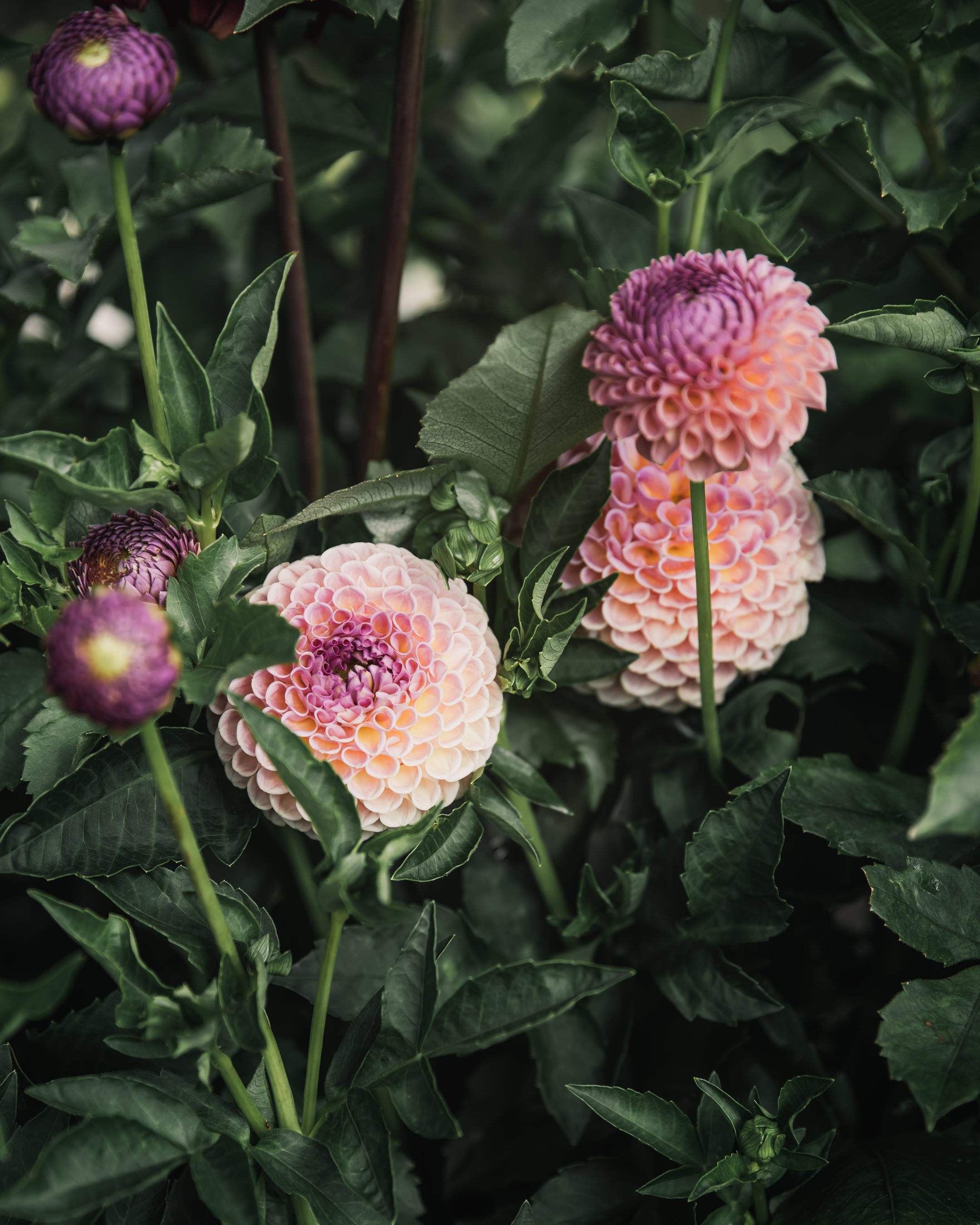 Dahlia Tuber Sale Jowey Winnie