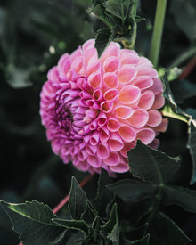Dahlia Tuber Sale Jowey Winnie