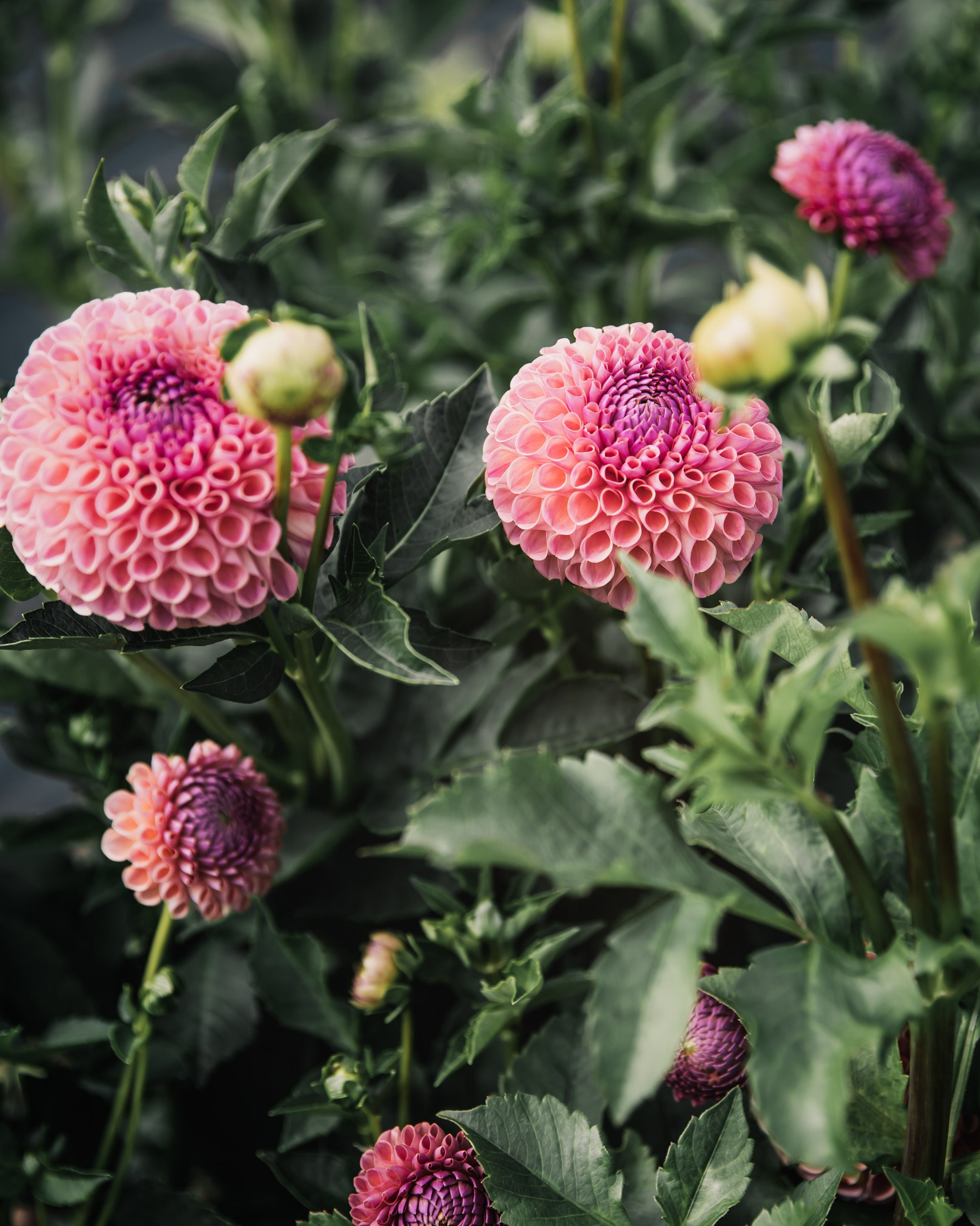 Dahlia Tuber Sale Jowey Winnie