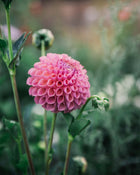 Dahlia Tuber Sale Jowey Winnie