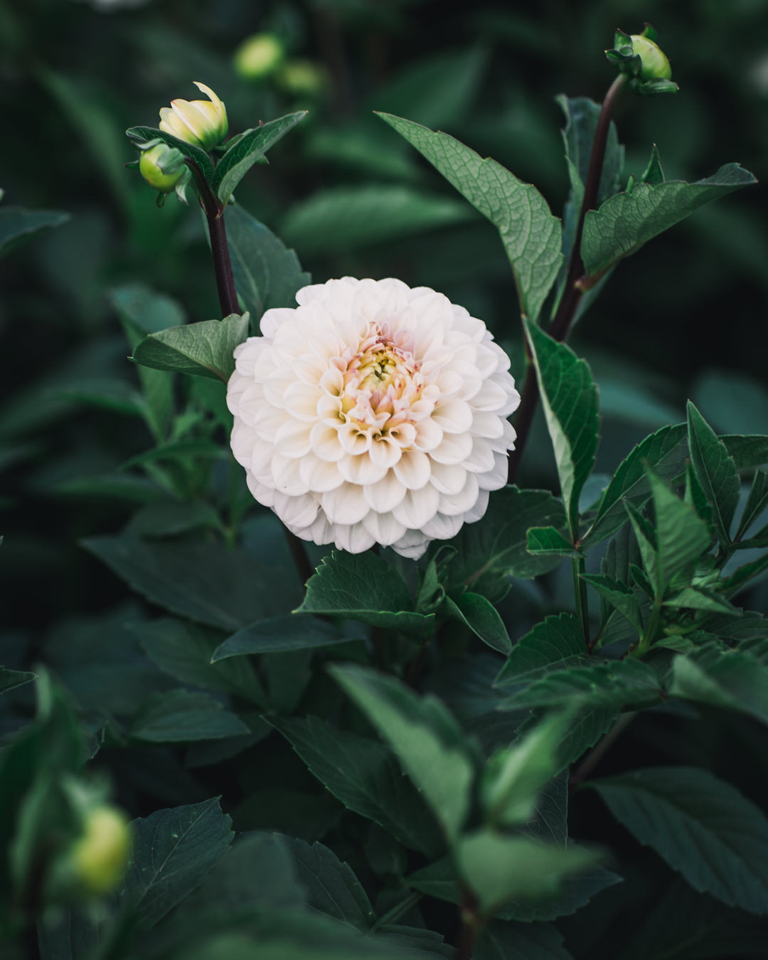 Dahlia Tuber Sale Kona