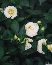 Dahlia Tuber Sale Kona