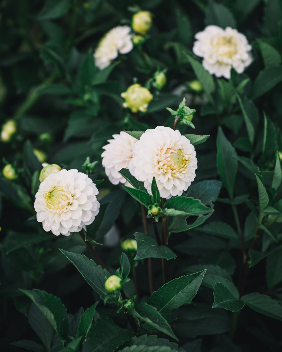 Dahlia Tuber Sale Kona