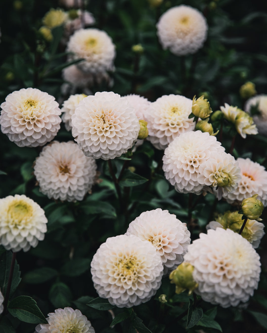 Dahlia Tuber Sale Kona