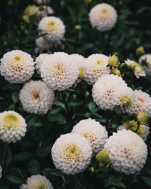 Dahlia Tuber Sale Kona