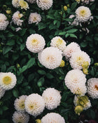 Dahlia Tuber Sale Kona