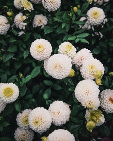 Dahlia Tuber Sale Kona