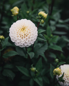 Dahlia Tuber Sale Kona