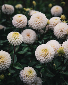 Dahlia Tuber Sale Kona