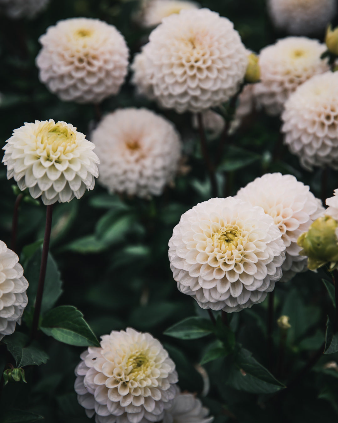 Dahlia Tuber Sale Kona