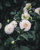 Dahlia Tuber Sale Kona