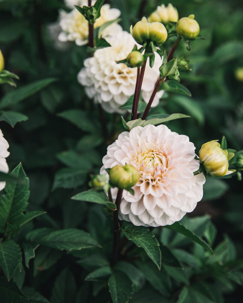 Dahlia Tuber Sale Kona