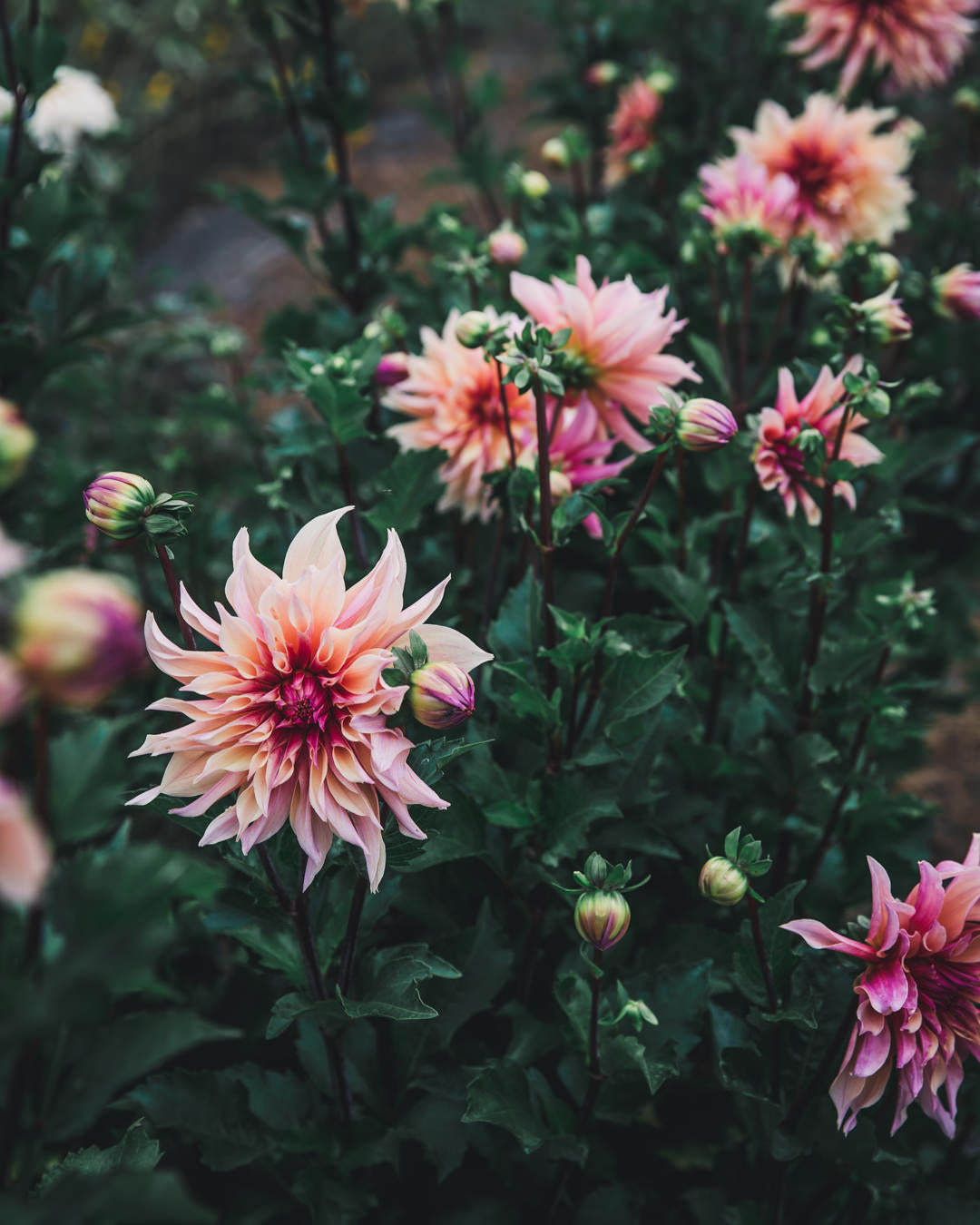 Dahlia Tuber Sale Labyrinth