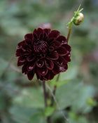 Dahlia Tuber Sale Lights Out
