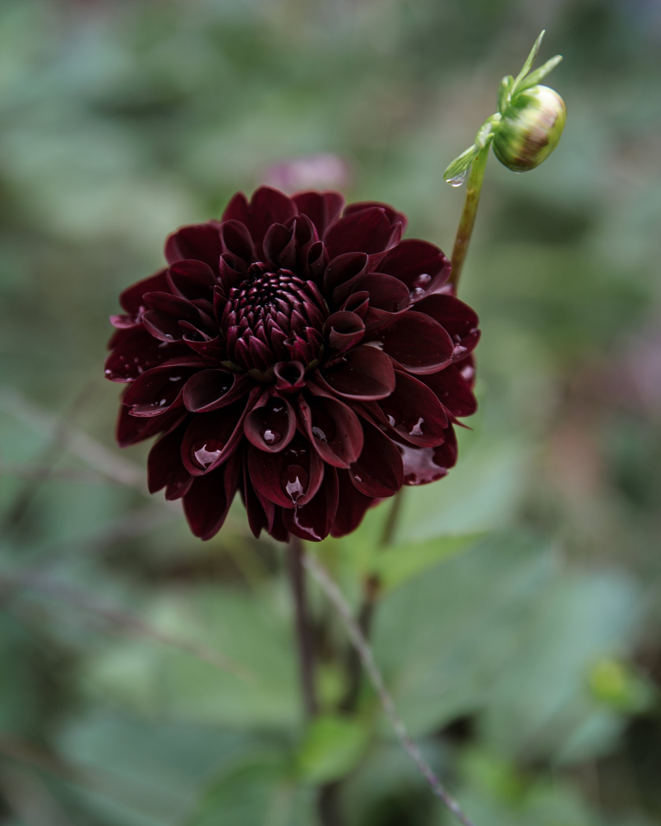 Dahlia Tuber Sale Lights Out