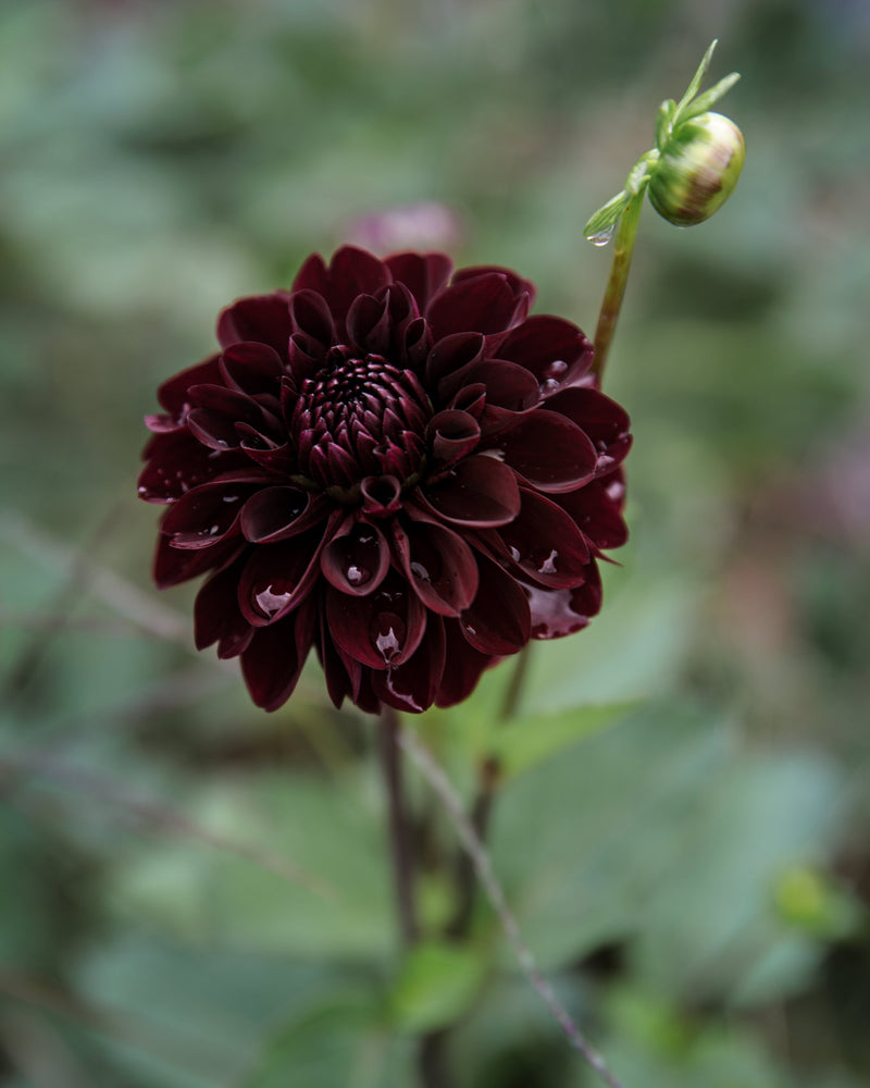 Dahlia Tuber Sale Lights Out