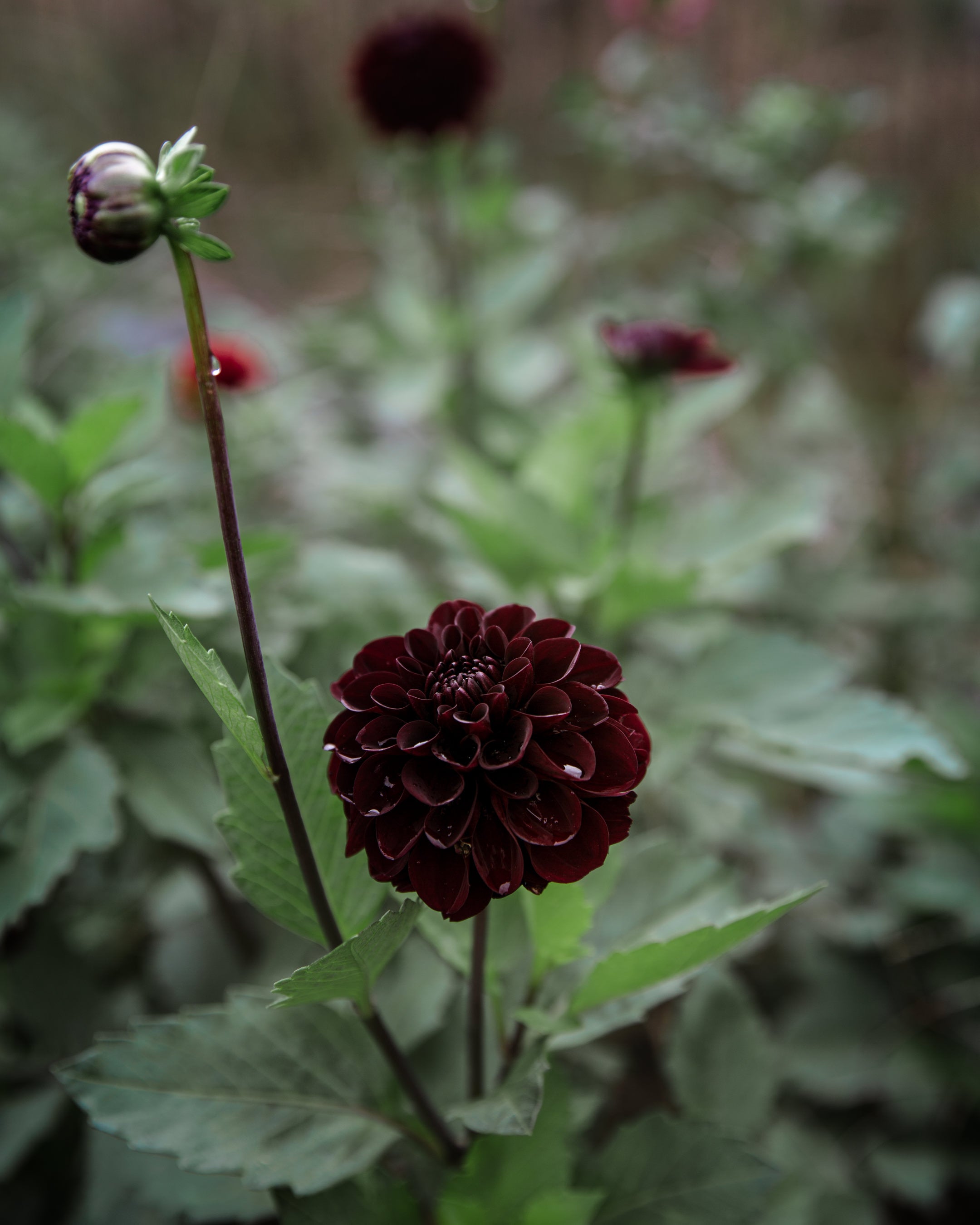 Dahlia Tuber Sale Lights Out