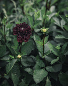 Dahlia Tuber Sale Lights Out