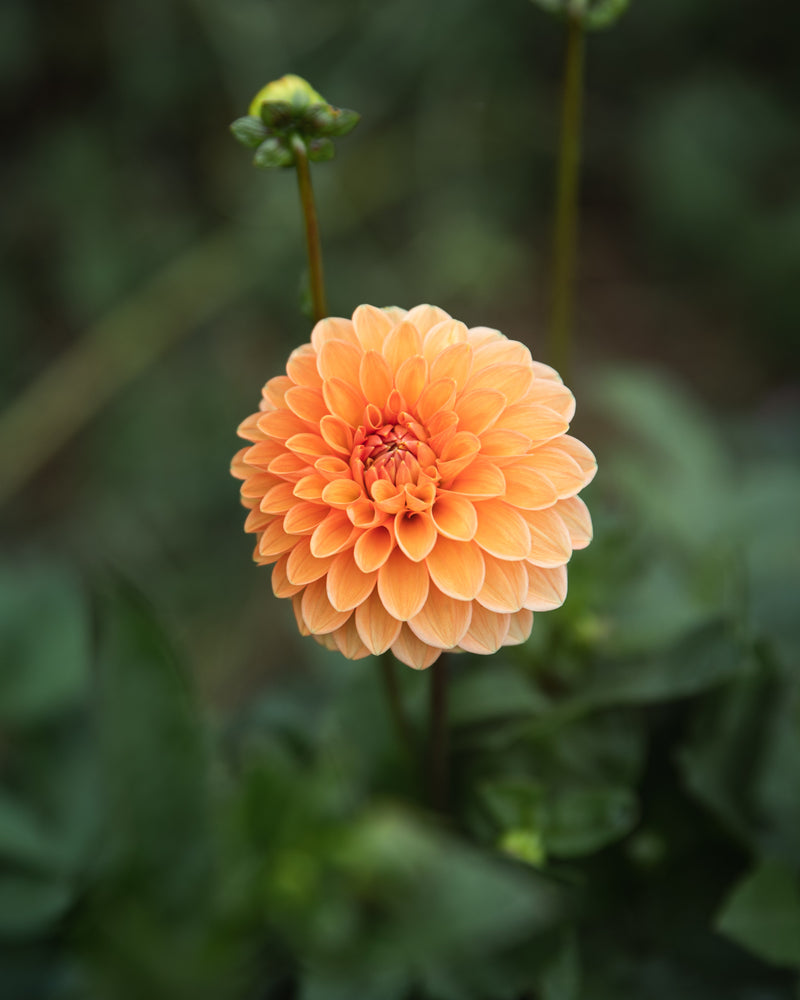 Dahlia Tuber Sale Maarn