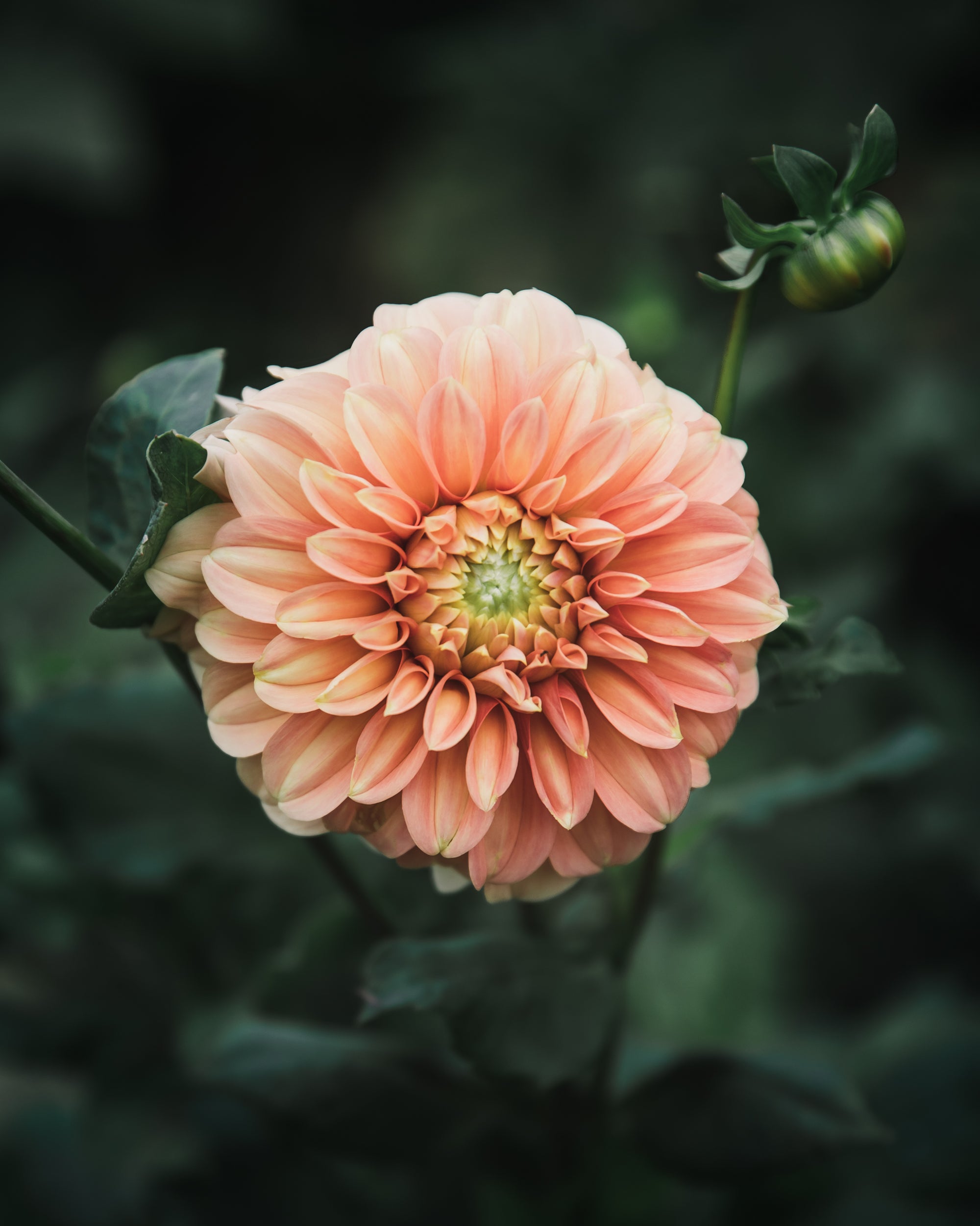 Dahlia Tuber Sale Bracken Palomino