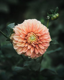 Dahlia Tuber Sale Bracken Palomino