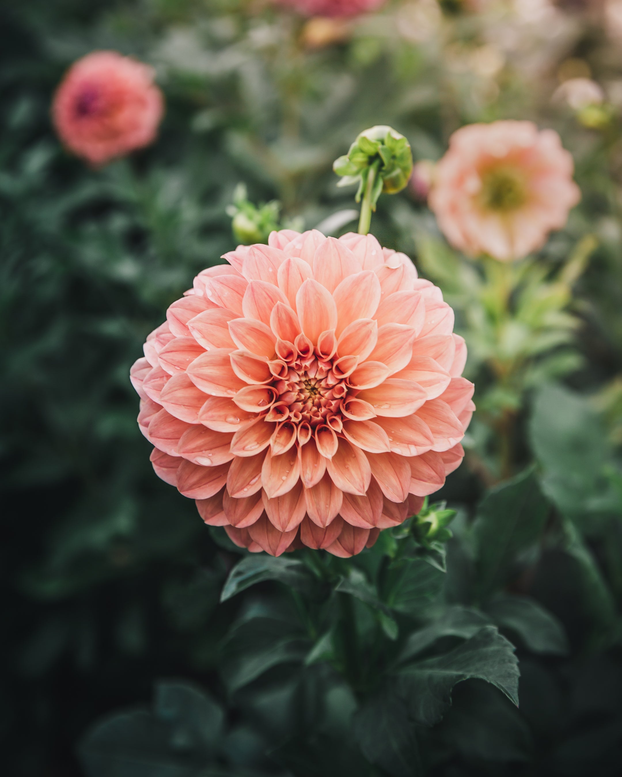 Dahlia Tuber Sale Bracken Palomino