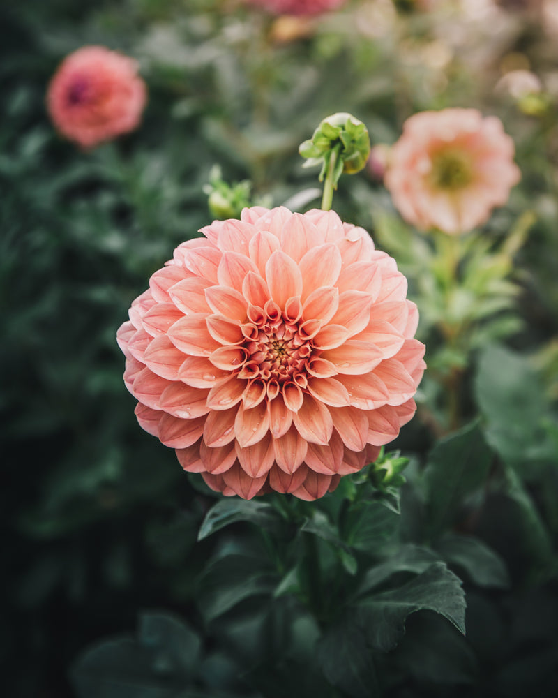 Dahlia Tuber Sale Bracken Palomino