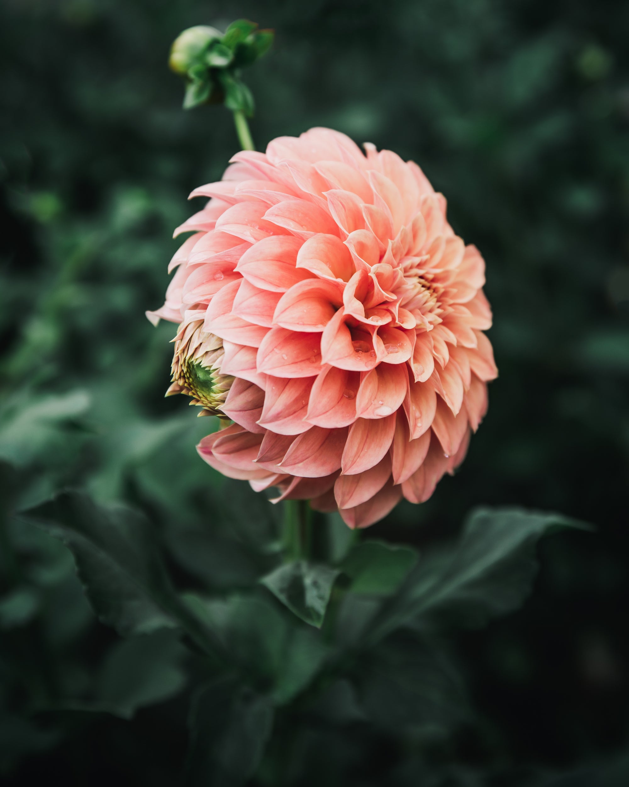 Dahlia Tuber Sale Bracken Palomino