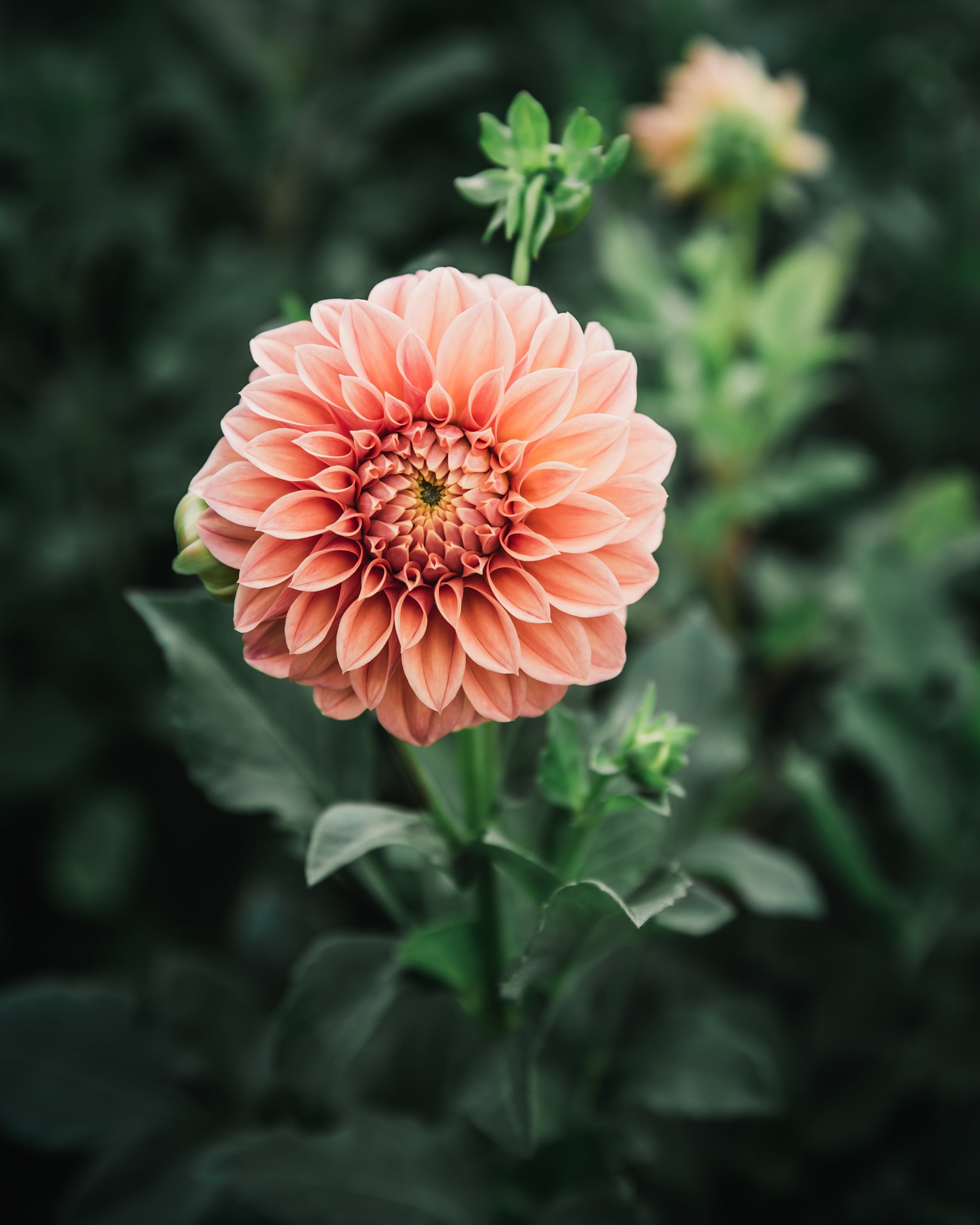 Dahlia Tuber Sale Bracken Palomino