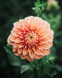 Dahlia Tuber Sale Bracken Palomino