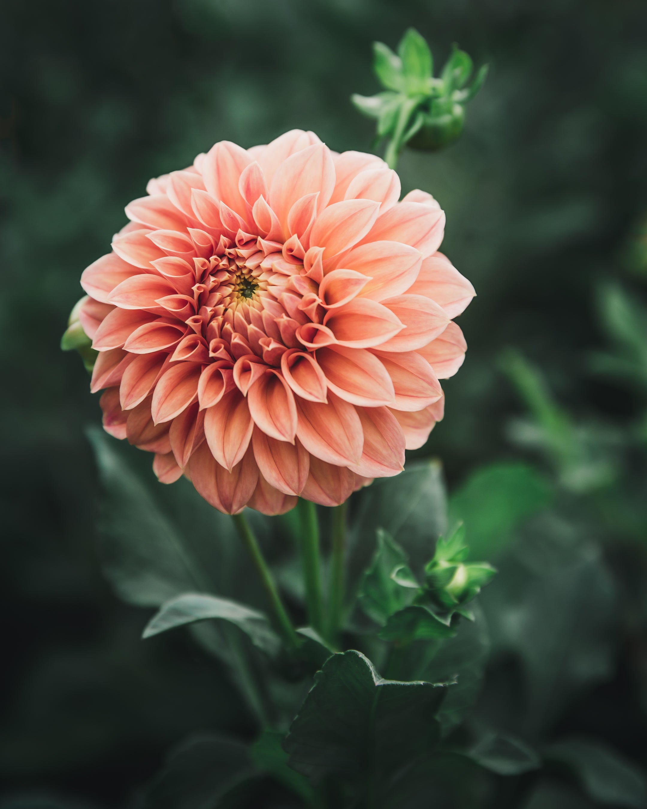 Dahlia Tuber Sale Bracken Palomino