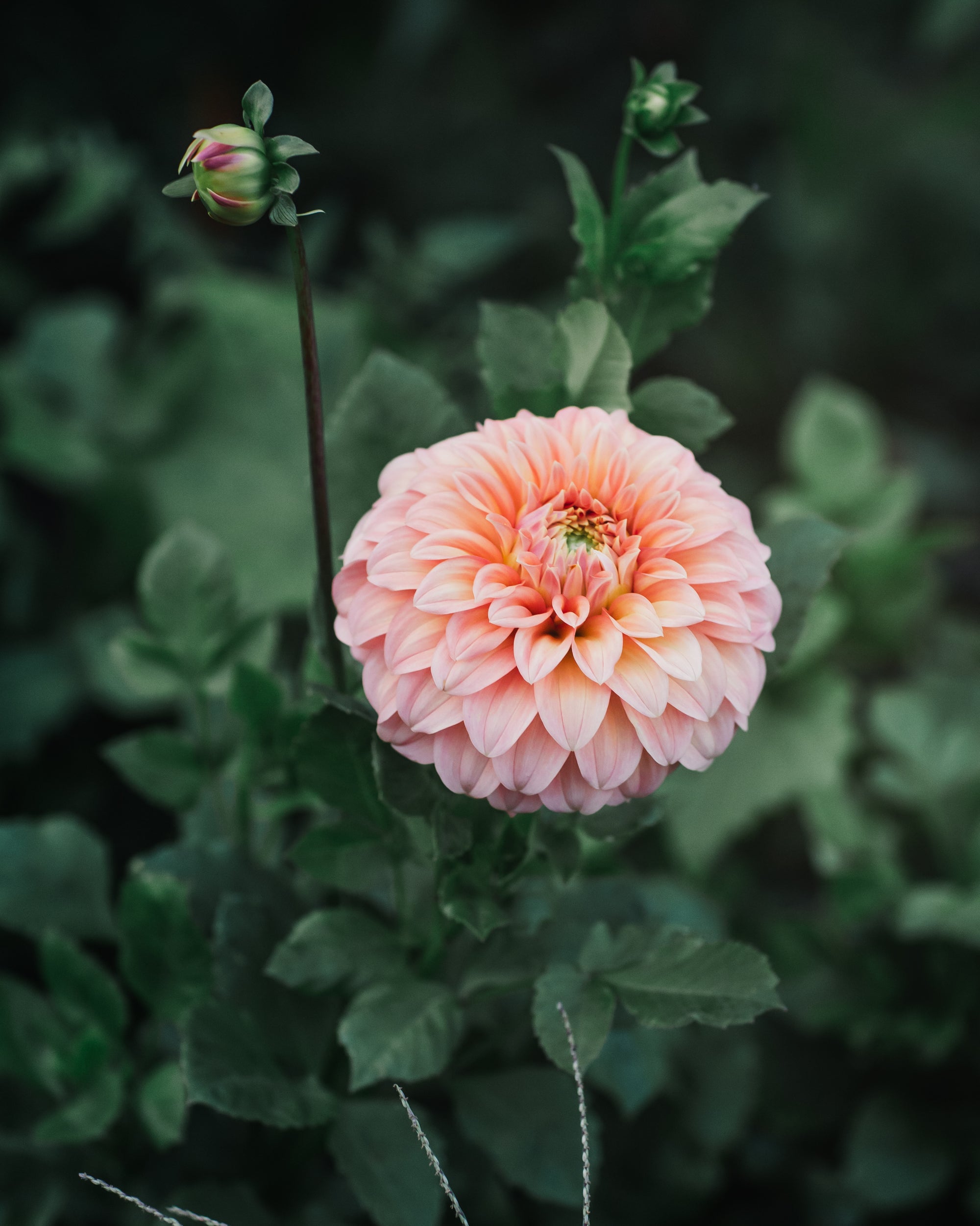 Dahlia Tuber Sale Bracken Palomino