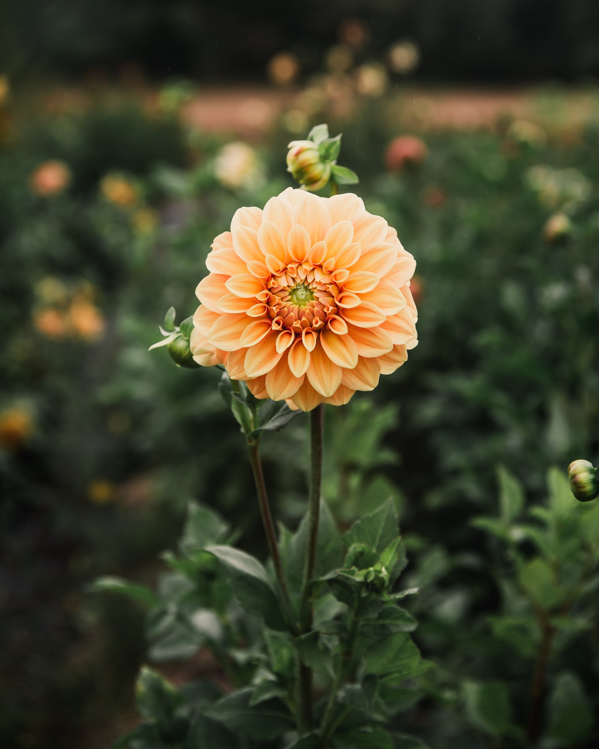 Dahlia Tuber Sale Bracken Palomino