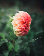 Dahlia Tuber Sale Bracken Palomino