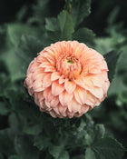 Dahlia Tuber Sale Bracken Palomino