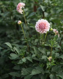 Dahlia Tuber Sale Peaches-N-Cream
