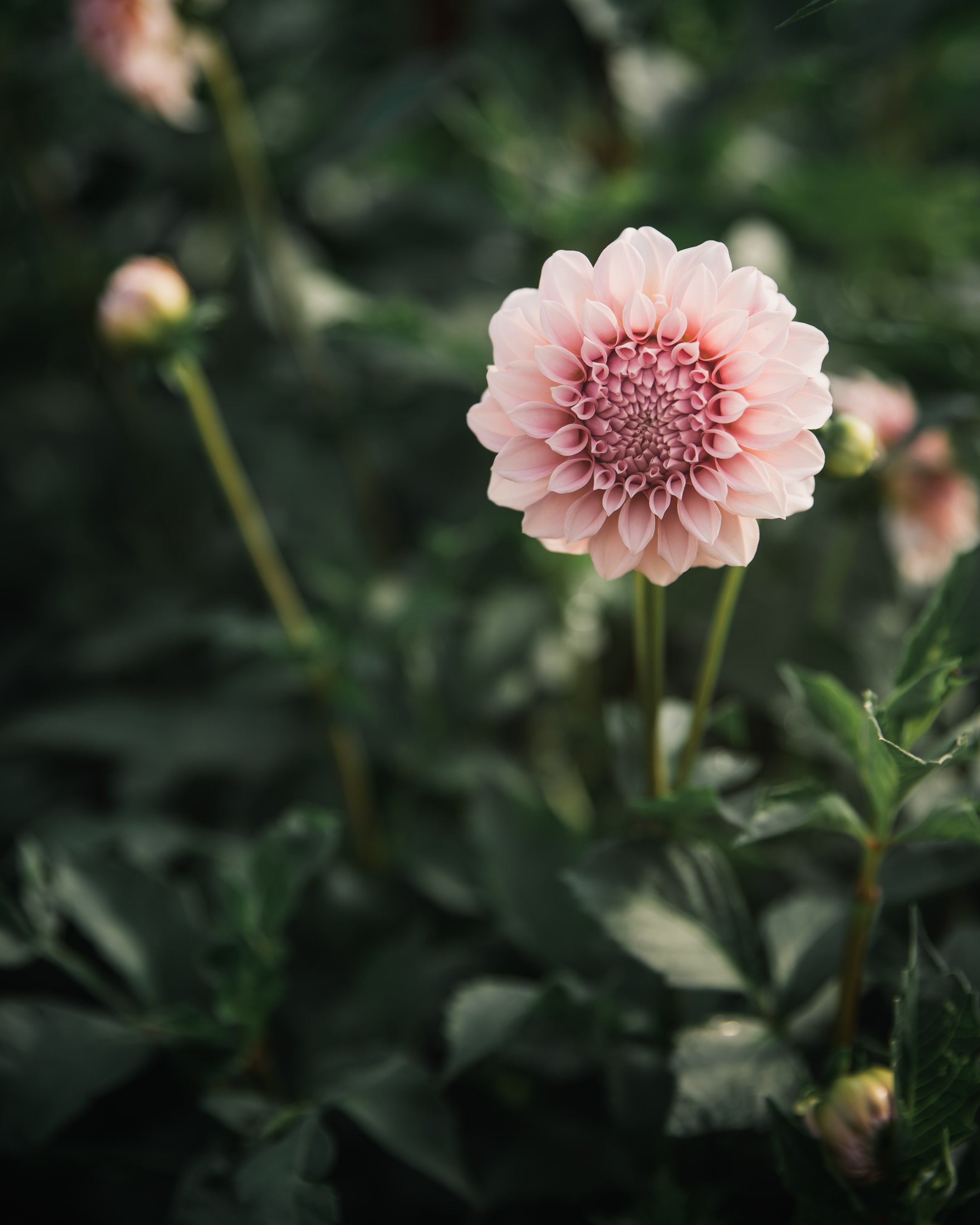 Dahlia Tuber Sale Peaches-N-Cream